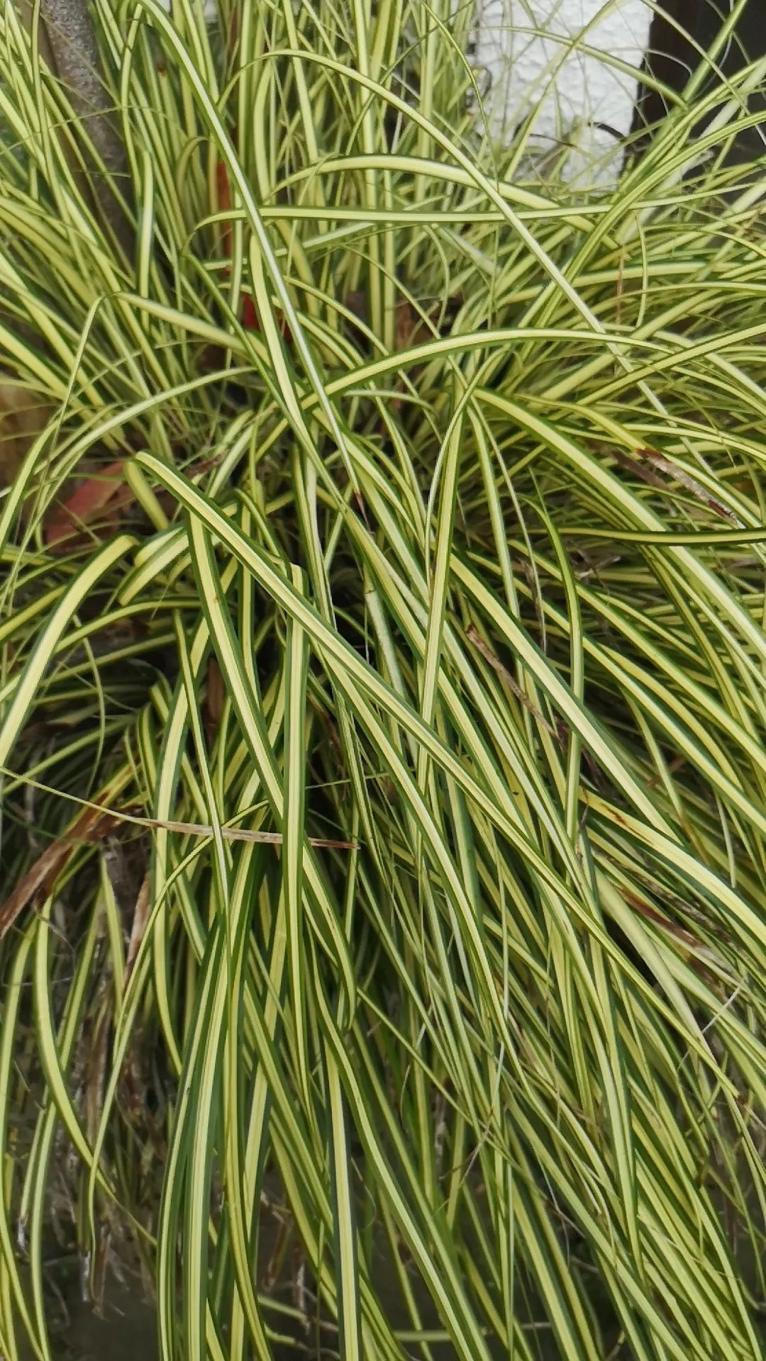 Carex brunnea ‘Jenneke’