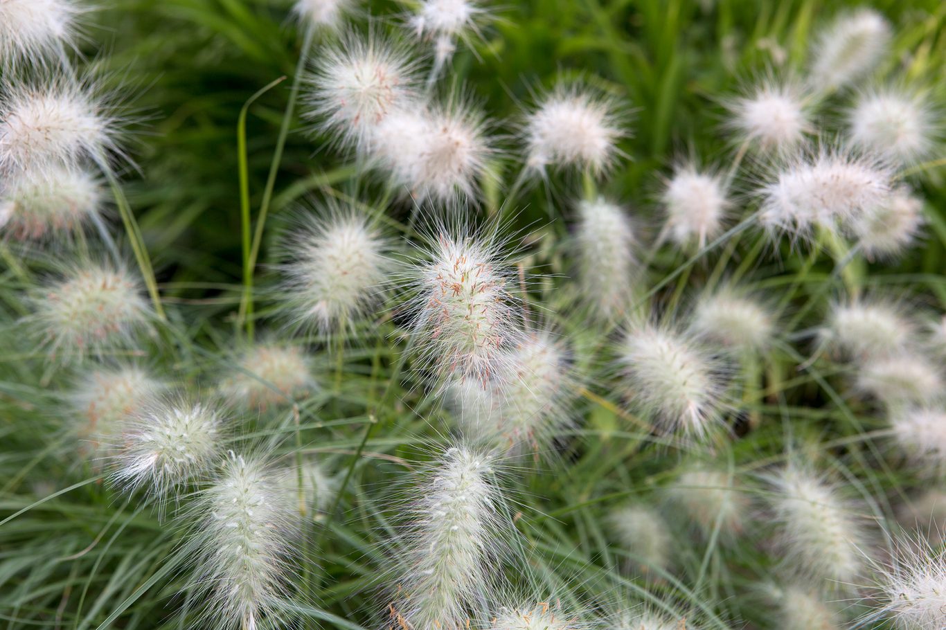 Pennisetum villosum