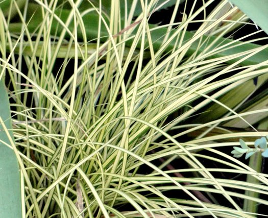 Carex brunnea ‘Jenneke’