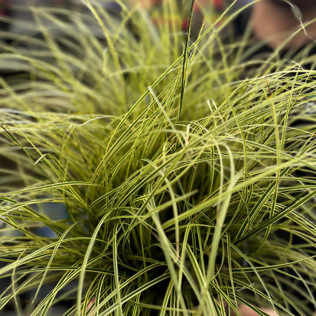 Carex brunnea ‘Variegata’