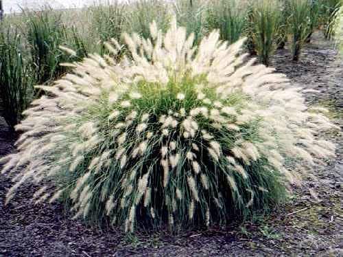 Pennisetum villosum