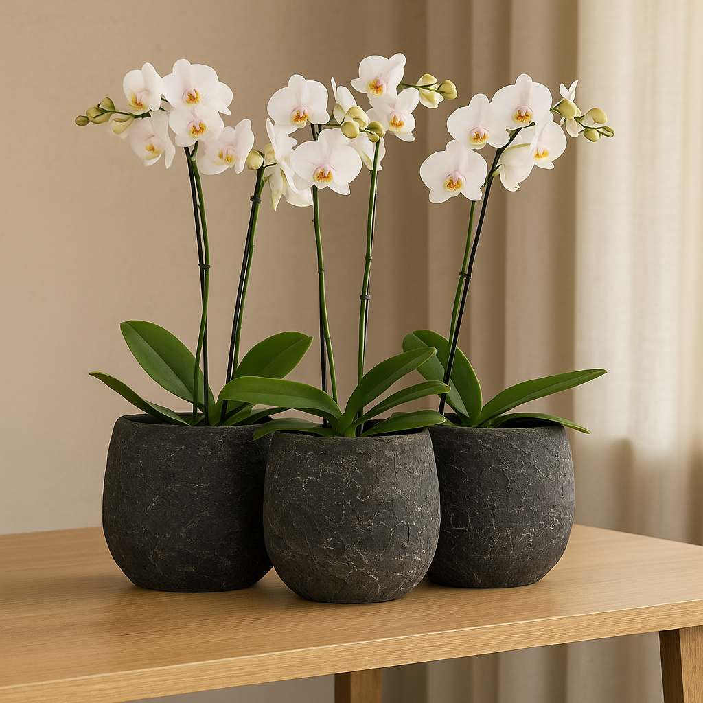 Textured Black Plant Pots