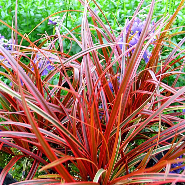 Uncinia rubra ‘Everflame’