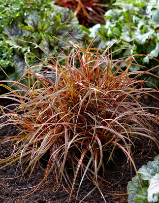 Uncinia rubra ‘Everflame’